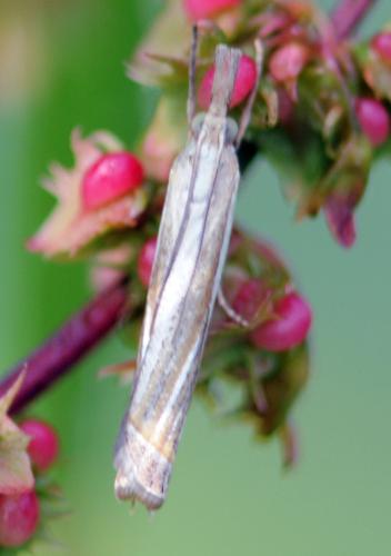 Réf. 325 707 : Crambus pascuella